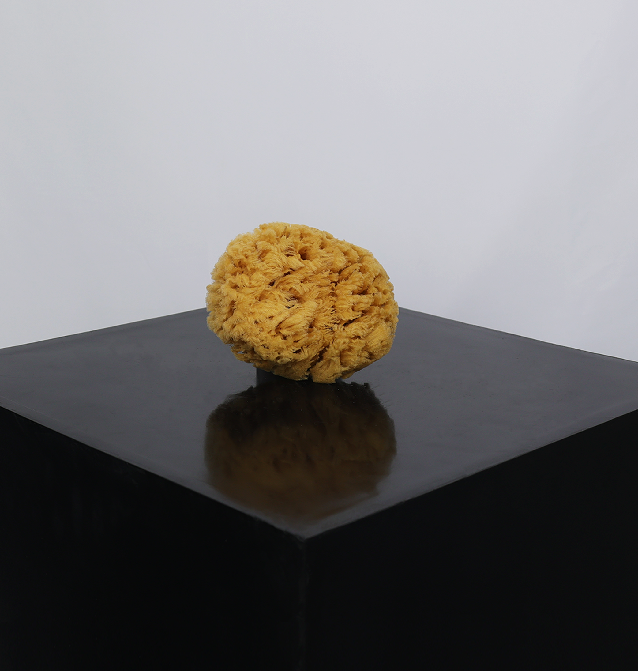 Natural Sea Sponge For Special Effects